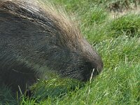 Hystrix cristata, Crested Porcupine