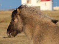 Icelandic horse