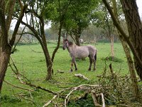 Konik horse