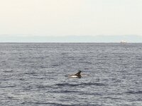 Lagenorhynchus albirostris 1, Witsnuitdolfijn, Saxifraga-Rob Felix : Animalia, Cetacea, Chordata, Mammalia, animal, dier, dieren, gewervelde dieren, mammal, vertebraat, vertebrate, walvisachtigen, whales and dolphins, zoogdier, zoogdieren