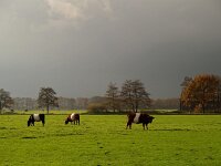 Lakenvelder Cow