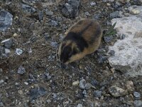 Lemmus lemmus, Norway Lemming