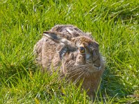 Lepus europaeus 1, Haas, Saxifraga-Jan Nijendijk