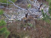 Lepus timidus, Mountain Hare