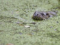 Lutra lutra 1, Otter, Saxifraga-Mark Zekhuis