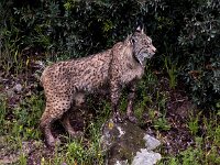 Lynx pardinus 10, Pardellynx, Saxifraga-Bart Vastenhouw