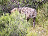 Lynx pardinus 13, Pardellynx, Saxifraga-Bart Vastenhouw