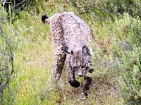 Lynx pardinus 16, Pardellynx, Saxifraga-Bart Vastenhouw