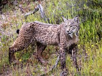 Lynx pardinus 28, Pardellynx, Saxifraga-Bart Vastenhouw