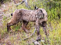 Lynx pardinus 29, Pardellynx, Saxifraga-Bart Vastenhouw