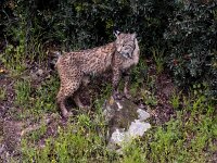 Lynx pardinus 8, Pardellynx, Saxifraga-Bart Vastenhouw