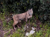 Lynx pardinus 9, Pardellynx, Saxifraga-Bart Vastenhouw