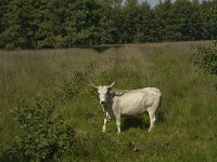 Maremmana Cattle 1, Saxifraga-Jan van der Straaten