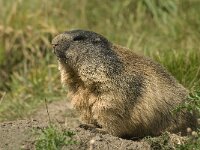 Marmota marmota, Alpine Marmot