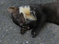 Martes martes, European Pine Marten