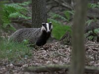 Meles meles, Eurasian Badger