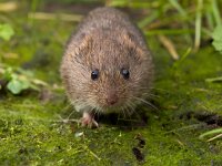 Vield vole (Microtus agrestis)  Vield vole (Microtus agrestis)  frontal : Microtus, agrestis, animal, biology, brown, close-up, color, countryside, cute, ecology, fauna, field, grass, green, habitat, mammal, mouse, natural, nature, pest, rodent, small, sweet, uk, vole, wild, wildlife