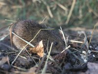 Microtus oeconomus, Root Vole