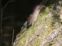 Mus musculus 1, Huismuis, Saxifraga-Martin Mollet