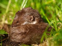 Mustela nivalis 1, Wezel, Saxifraga-Rudmer Zwerver