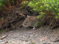 Myodes glareolus 1, adult, Rosse woelmuis, Saxifraga-Theo Verstrael