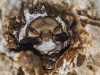 Long-fingered bat roosting  Long-fingered bat (Myotis capaccinii) roosting in stone ceiling of tunnel during day time : Myotis, adult, animal, bat, brown, bulgaria, capaccinii, cave, chiroptera, dark, europa, europe, european, fauna, flying, hanging, hibernate, hibernating, high speed photography, house, interior, juvenile, long fingered bat, mammal, mouse, mouse-eared, mouth, myotis capaccinii, natural, nature, night, nocturnal, nocturnal animals, portrait, research, rock, roost, roosting, scary, science, stone, underground, wild, wildlife
