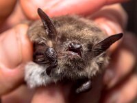 head of bat (Myotis Dasycneme) caught for research : Myotis, Netherlands, animal, attack, background, bat, bats, biodiversity, black, blood, brown, cave, cavern, close, cute, dark, dasycneme, environment, fauna, fear, fly, freaky, frightened, hand, holding, horror, little, macro, mammal, monster, mother, night, protect, research, researcher, scared, scream, small, spooky, superstition, terror, up, vampire, wild, wilderness, wildlife, wing, wings