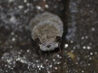 Myotis daubentoni 10, Watervleermuis, Saxifraga-Mark Zekhuis