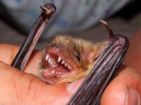 Myotis myotis