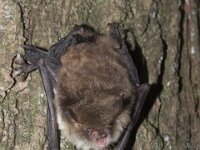 Myotis nattereri, Natterer s Bat