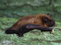 Nyctalus noctula, Common Noctule