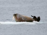 Odobenus rosmarus 1, Walrus, Saxifraga-Bart Vastenhouw