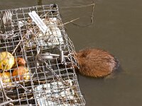 Ondatra zibethicus  muskusrat in val : Ondatra zibethicus