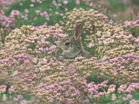 Oryctolagus cuniculus 1, Konijn, Saxifraga-Edo van Uchelen