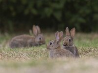 Oryctolagus cuniculus 11, Konijn, Saxifraga-Mark Zekhuis
