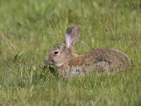 Oryctolagus cuniculus 15, Konijn, Saxifraga-Mark Zekhuis