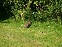 Oryctolagus cuniculus 4, Konijn, Saxifraga-Rudmer Zwerver