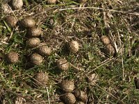 Oryctolagus cuniculus 68, Konijn, Saxifraga-Jan van der Straaten