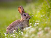 Watching Wild European rabbit  European Wild rabbit (Oryctolagus cuniculus) in lovely green vegetation surroundings with white flowers : Australia, Netherlands, africa, algeria, animal, austria, autumn, britain, british, bunny, close, common, cuddly, cuniculus, denmark, easter, europe, european, fauna, ferral, field, forest, france, garden, germany, grass, history, lawn, leporidae, mammal, morocco, natural, nature, oryctolagus, park, pest, pikas, poland, rabbit, rodent, single, spain, sweden, switserland, uk, up, wild, wildlife, wood, young