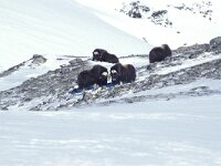 Ovibos moschatus, Muskox