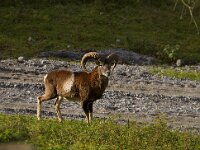 Ovis gmelini 4, Moeflon, Saxifraga-Jan Nijendijk