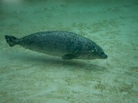 Phoca vitulina 103, Gewone Zeehond-Saxifraga-Luc Hoogenstein