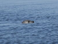 Phoca vitulina 108, Gewone zeehond, Saxifraga-Willem van Kruijsbergen