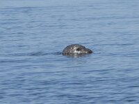 Phoca vitulina 111, Gewone zeehond, Saxifraga-Willem van Kruijsbergen