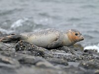 Phoca vitulina 114, Gewone zeehond, Saxifraga-Tom Heijnen