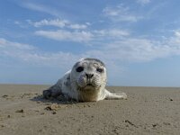 Phoca vitulina 25, Gewone zeehond, Saxifraga-Mark Zekhuis