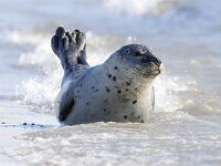 Phoca vitulina 43, Gewone zeehond, Saxifraga-Bart Vastenhouw