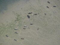 Phoca vitulina 85, Gewone zeehond, Saxifraga-Henk Baptist