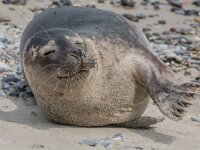 Phoca vitulina 91, Gewone zeehond, adult, Duene (D), Saxifraga-Theo Verstrael