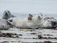 Phoca vitulina 95, Gewone zeehond, adult, Duene (D), Saxifraga-Theo Verstrael